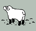 sheep